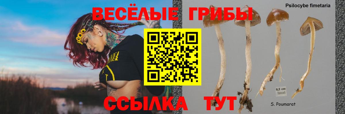 Галлюциногенные грибы Psilocybine cubensis  Вход с VPN  Ейск 